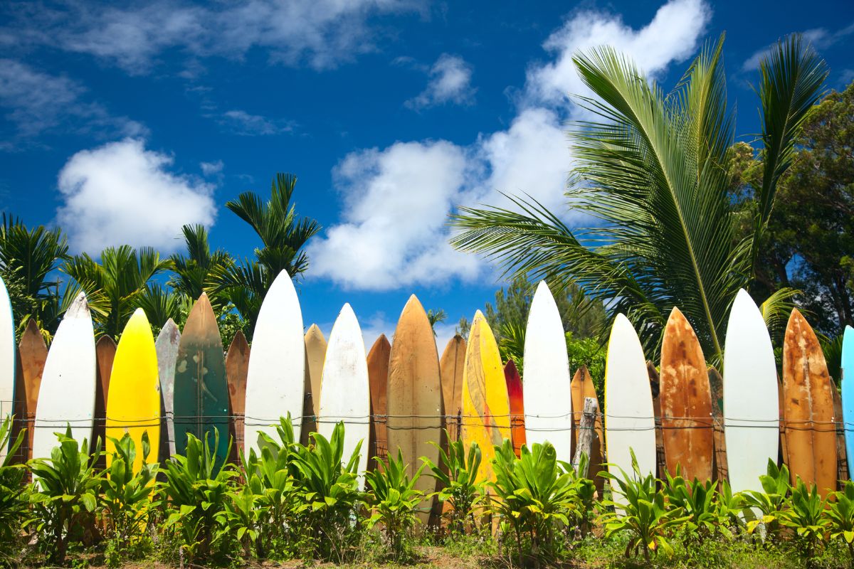 Lee más sobre el artículo Descubre el mejor Surf en Fuerteventura: La Wave Surf School Canarias